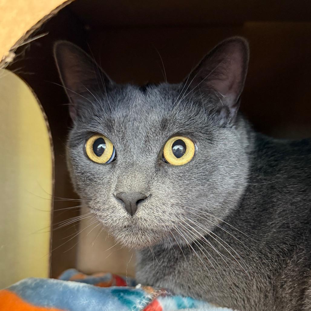 Enlarge Cheeze (Critter Barn), a Adoptable Domestic Short Hair in West Olive, MI image 1/6