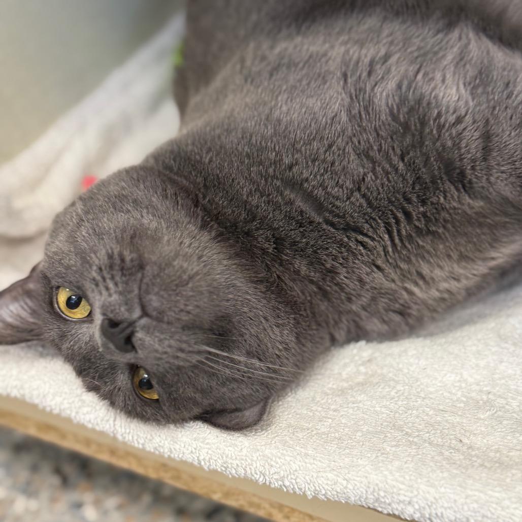 Enlarge Cheeze (Critter Barn), a Adoptable Domestic Short Hair in West Olive, MI image 2/6