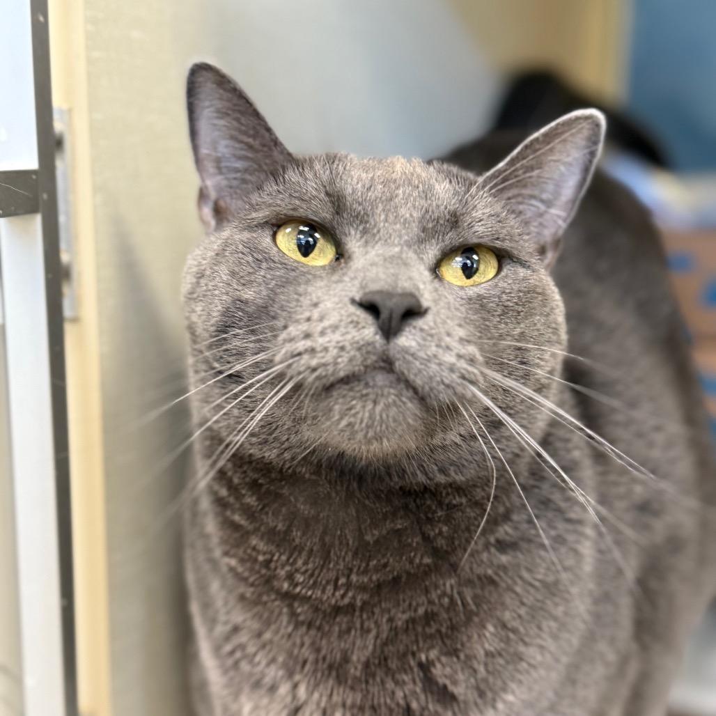 Enlarge Cheeze (Critter Barn), a Adoptable Domestic Short Hair in West Olive, MI image 3/6