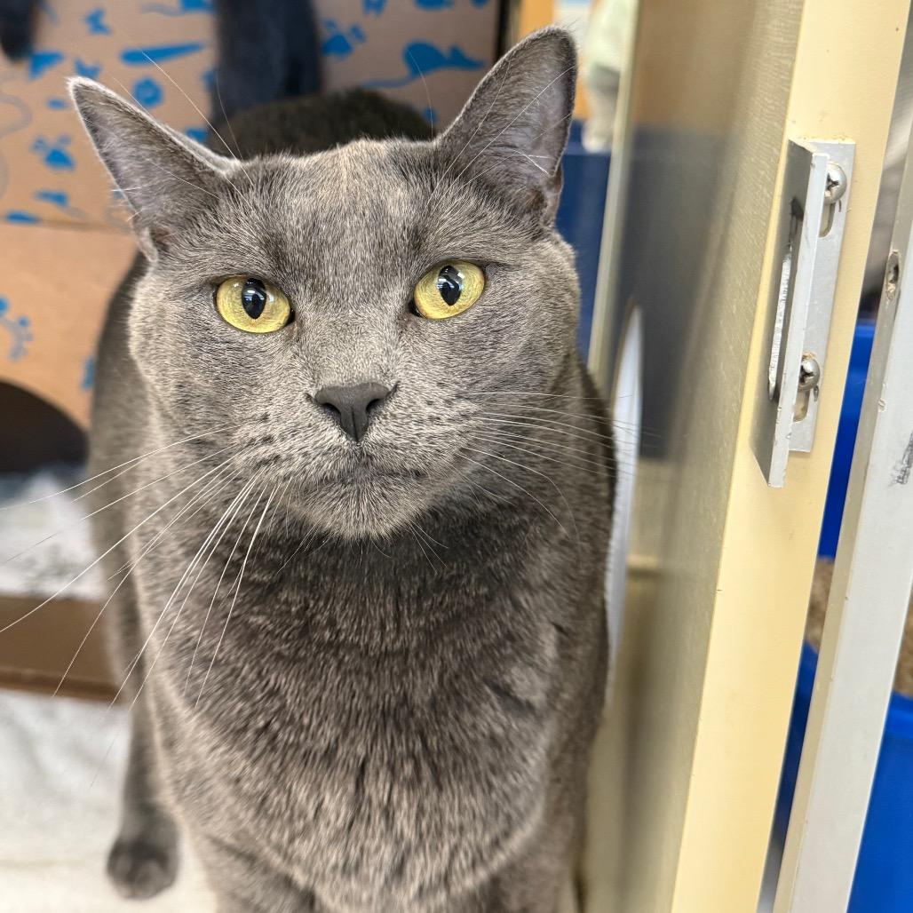 Enlarge Cheeze (Critter Barn), a Adoptable Domestic Short Hair in West Olive, MI image 4/6