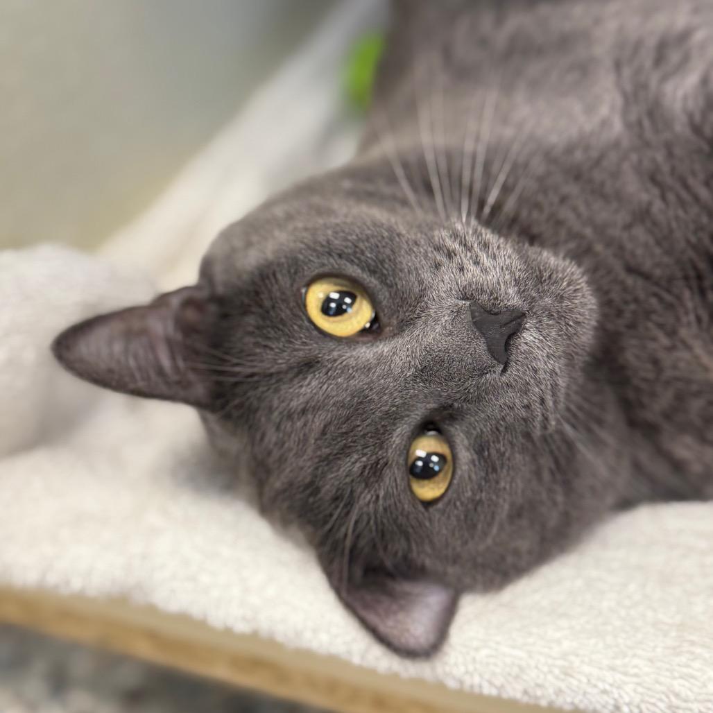 Enlarge Cheeze (Critter Barn), a Adoptable Domestic Short Hair in West Olive, MI image 5/6