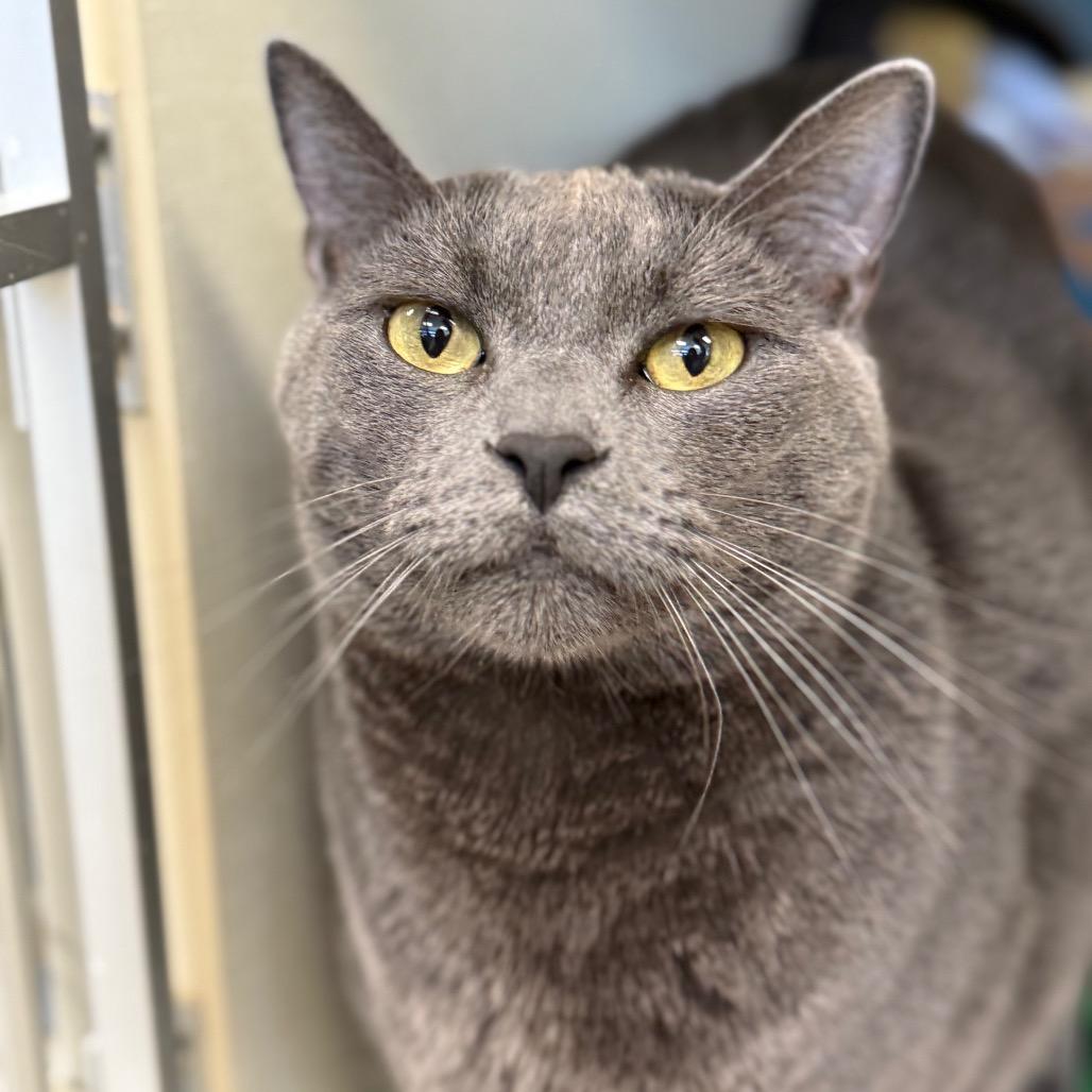 Enlarge Cheeze (Critter Barn), a Adoptable Domestic Short Hair in West Olive, MI image 6/6