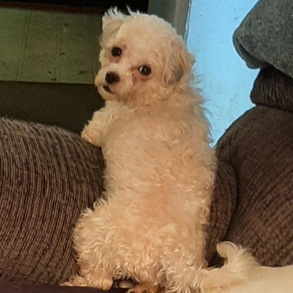 Mango, Adoptable, Young Female Havanese.
