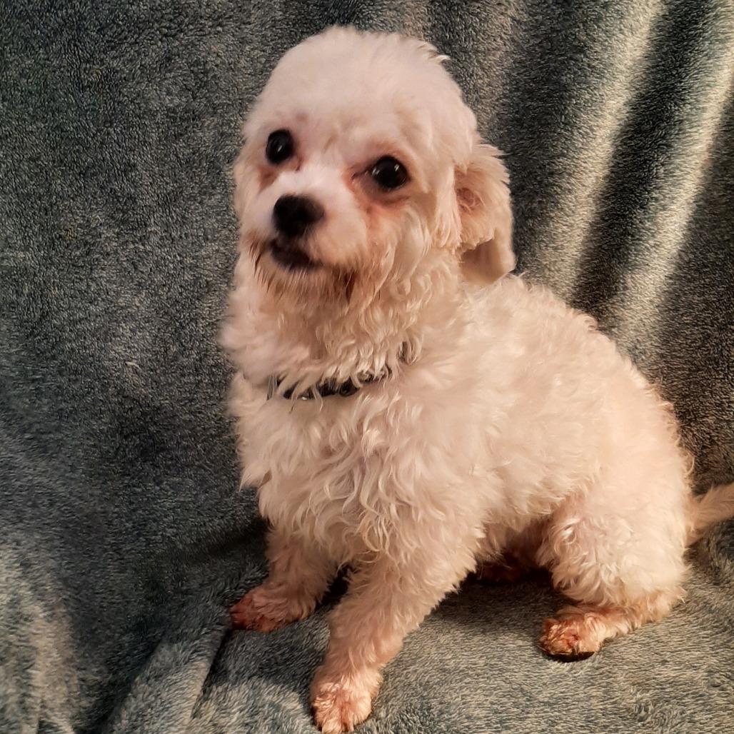 Enlarge Mango, a Adoptable Havanese in Cincinnati, OH image 2/3