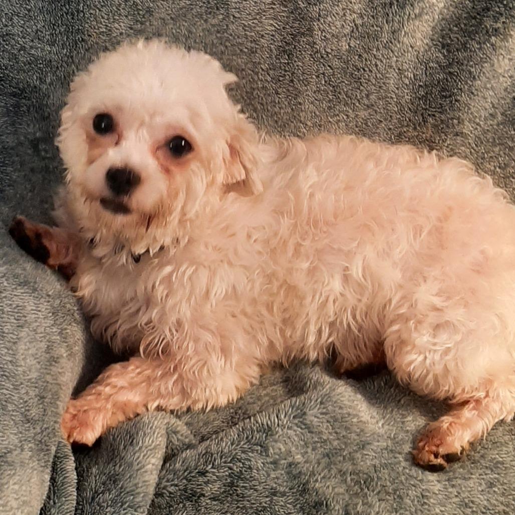 Enlarge Mango, a Adoptable Havanese in Cincinnati, OH image 3/3