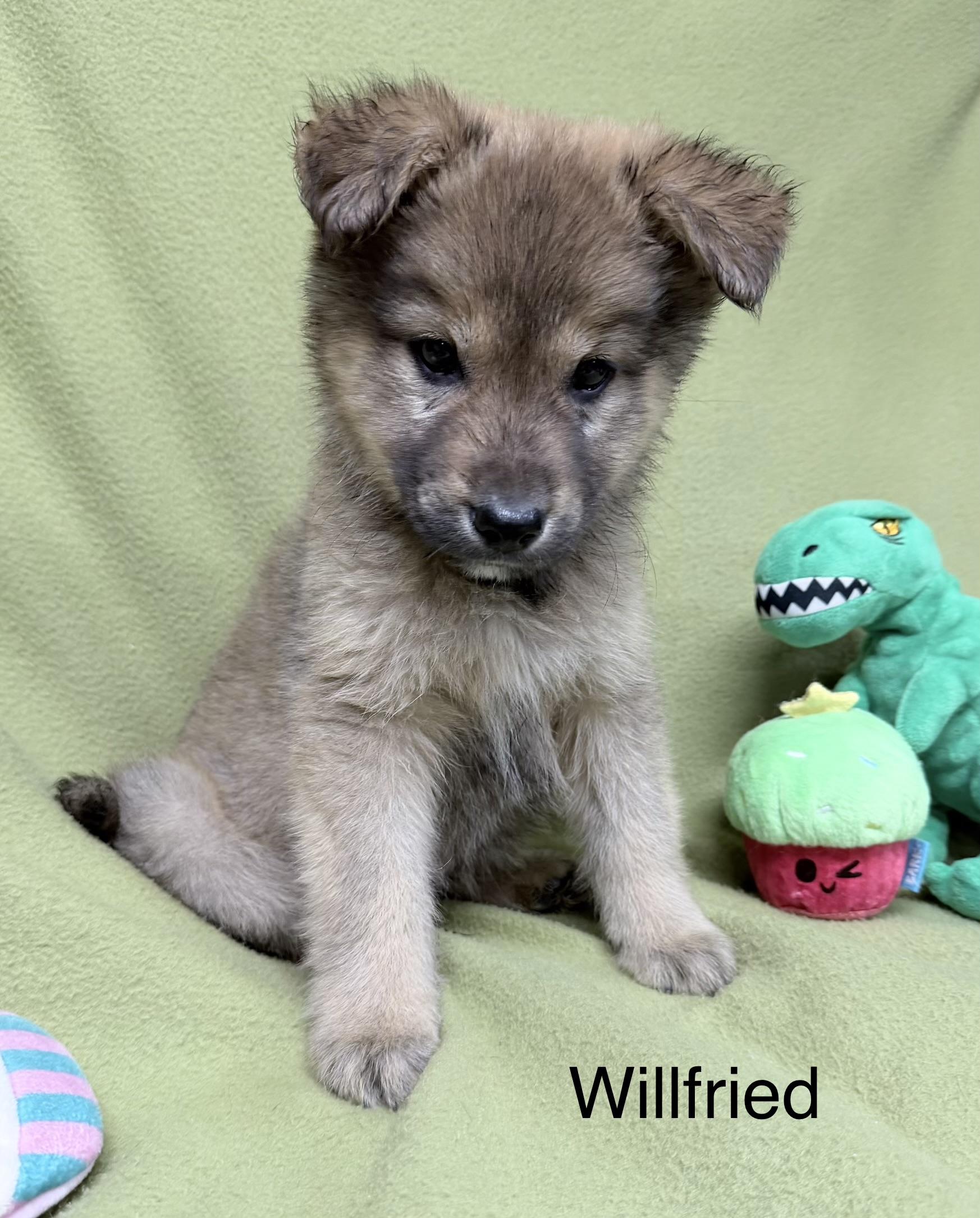Enlarge Willifried, a ADOPTABLE mixed breed in Sylacauga, AL image 1/1