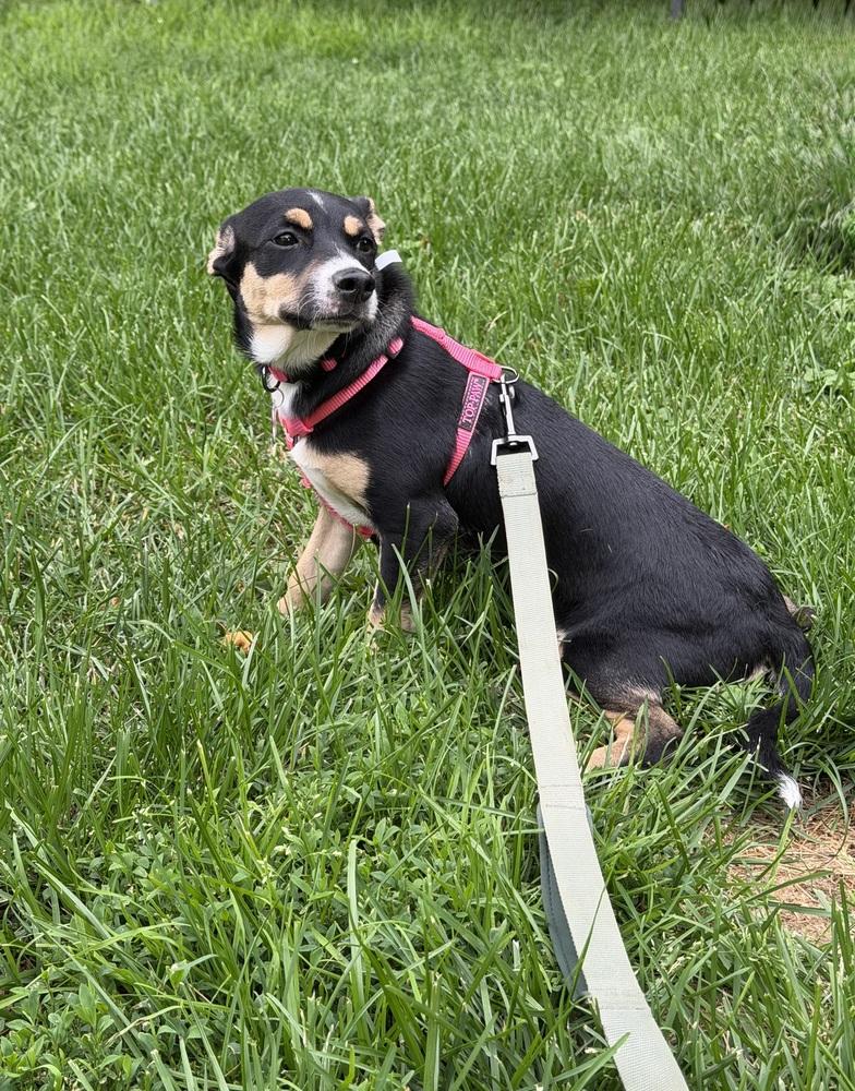 Galadriel, a Adoptable mixed breed in Waunakee, WI image 1/6