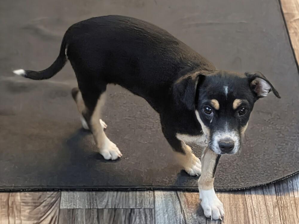 Galadriel, Adoptable, Puppy Female Mixed Breed.