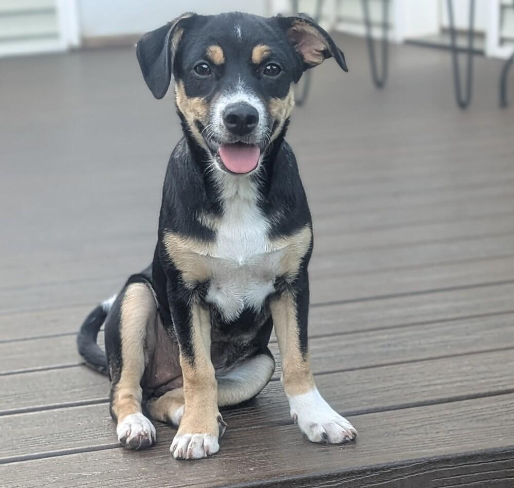 Galadriel, a Adoptable mixed breed in Waunakee, WI image 3/6