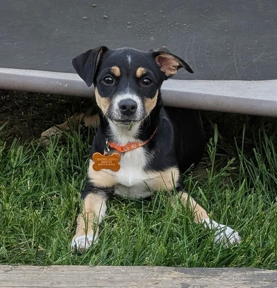 Enlarge Galadriel, a Adoptable mixed breed in Waunakee, WI image 2/5