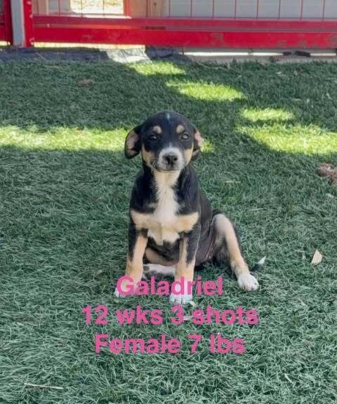 Enlarge Galadriel, a Adoptable mixed breed in Waunakee, WI image 3/5