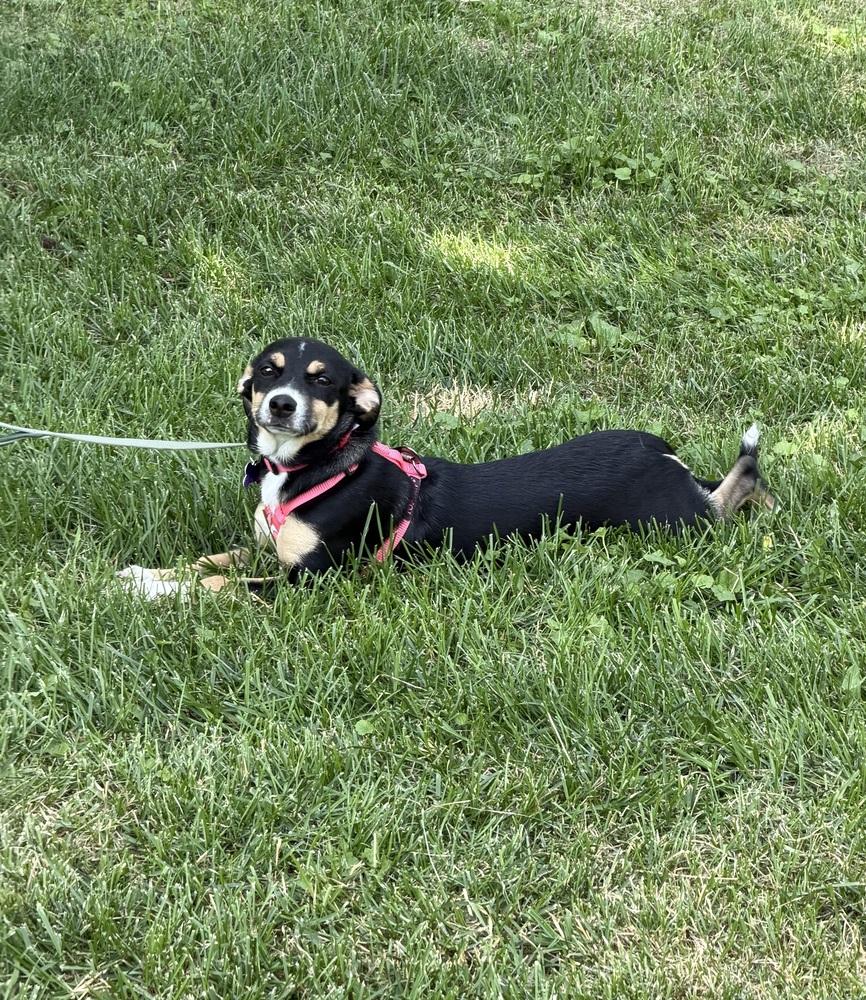 Galadriel, a Adoptable mixed breed in Waunakee, WI image 5/6