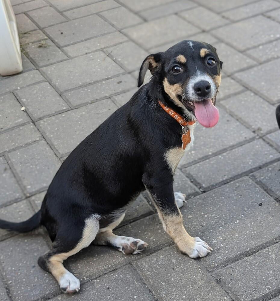 Enlarge Galadriel, a Adoptable mixed breed in Waunakee, WI image 4/5