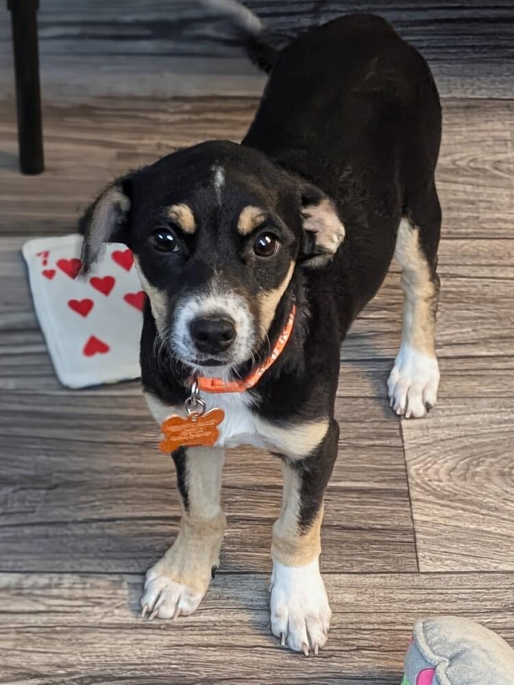 Enlarge Galadriel, a Adoptable mixed breed in Waunakee, WI image 5/5