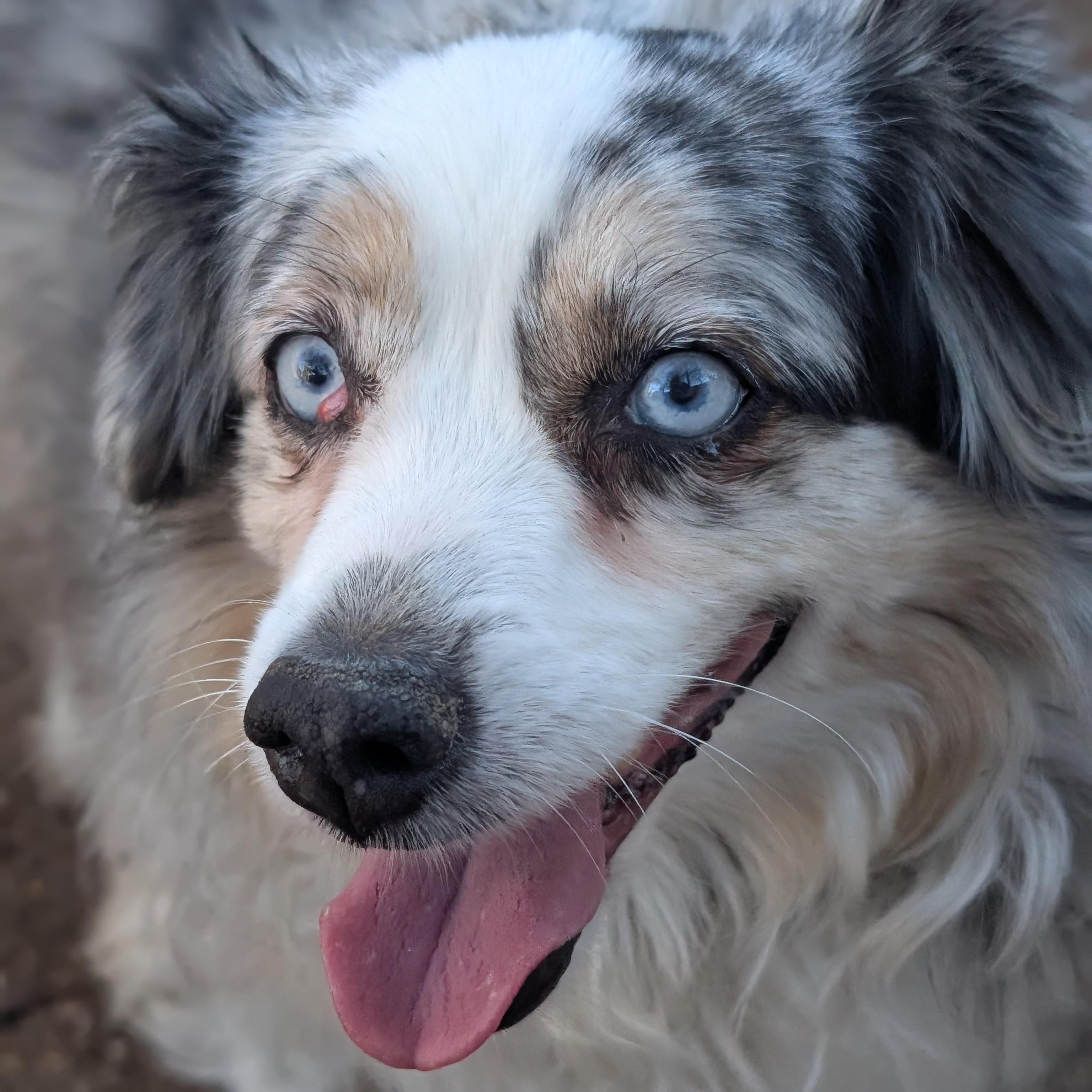 Sadie, adopted, Senior Female Australian Shepherd & Papillon.