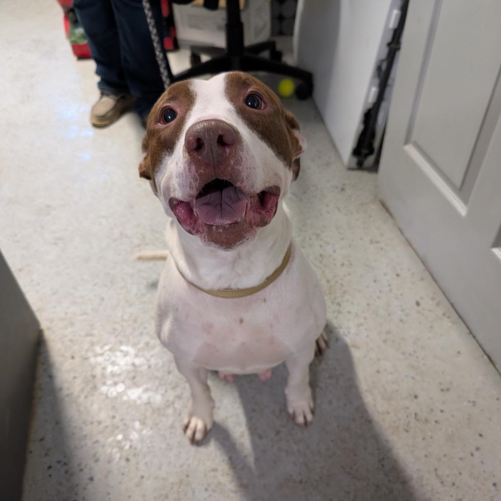 Enlarge Penny, a Adoptable American Staffordshire Terrier in Blair, WI image 3/6