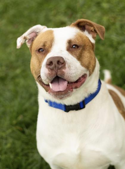 Jagger, ADOPTABLE, Young Male Mixed Breed.