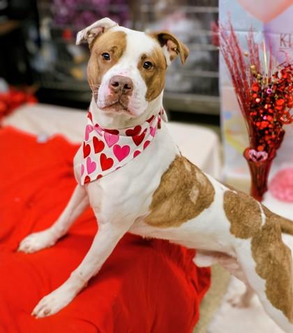 Enlarge Jagger, a ADOPTABLE Mixed Breed in Hamilton, OH image 3/3