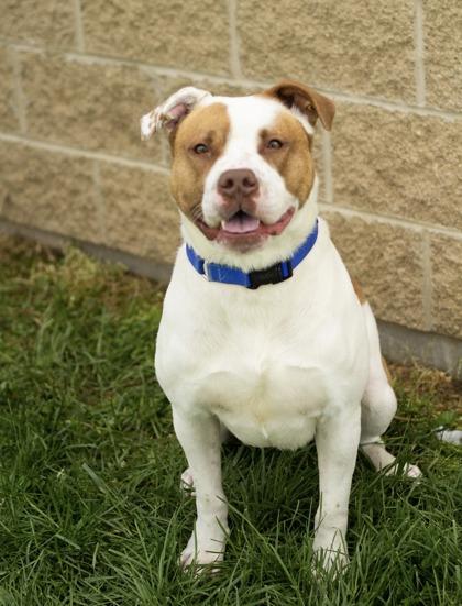 Enlarge Jagger, a ADOPTABLE Mixed Breed in Hamilton, OH image 2/3