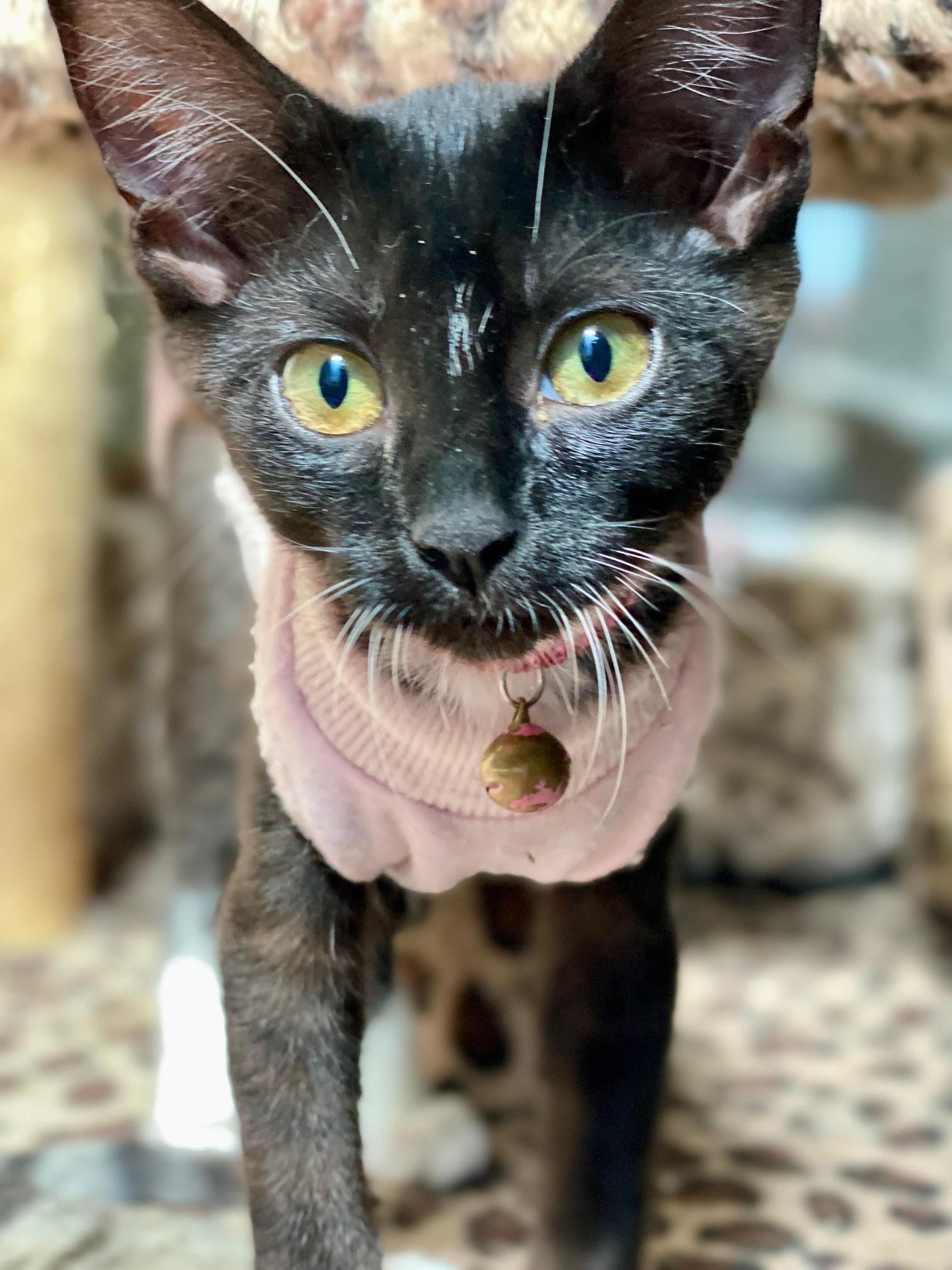 Benadetta, Adoptable, Young Female Domestic Short Hair.