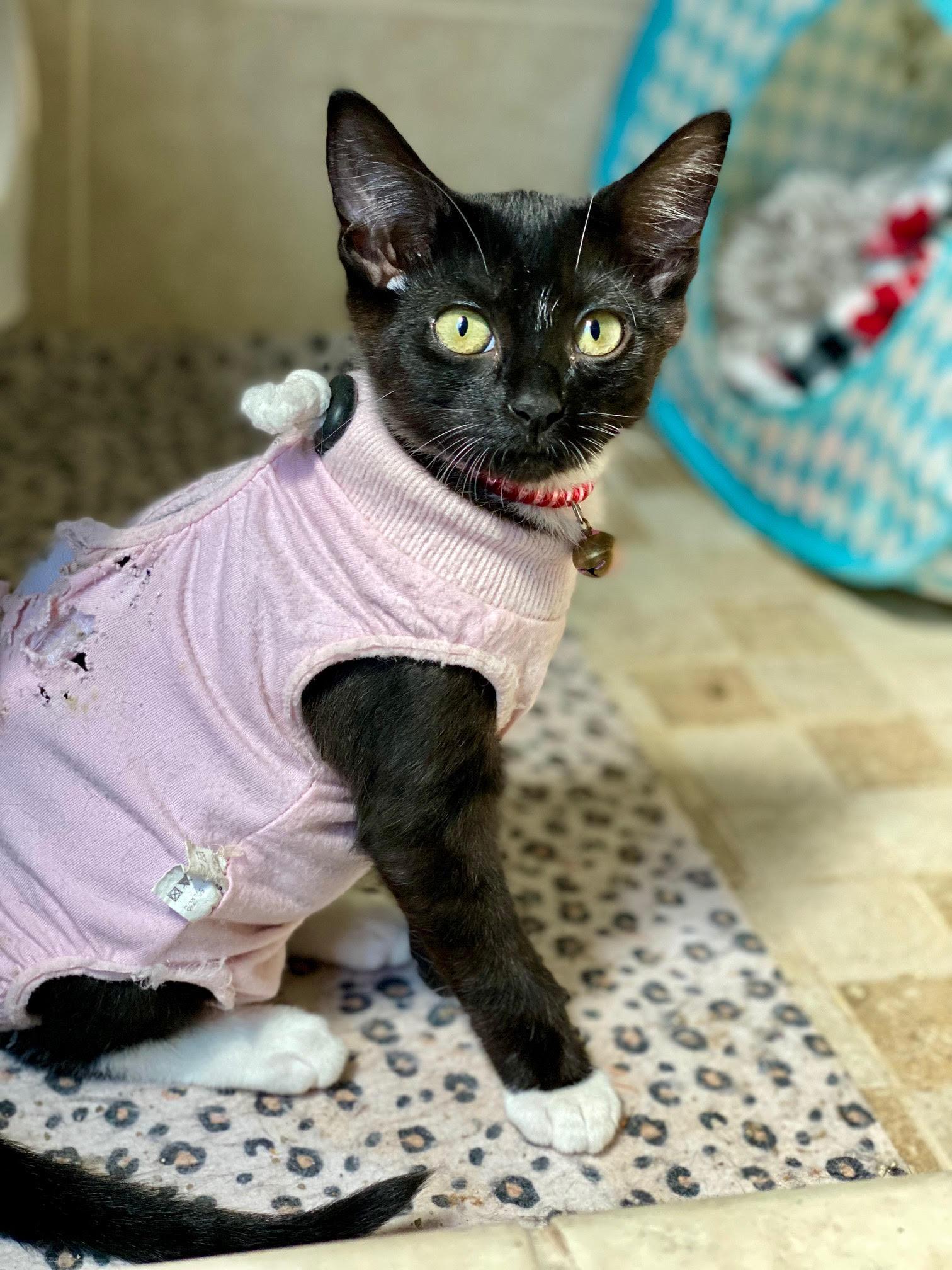 Enlarge Benadetta, a Adoptable Domestic Short Hair in Seal Beach, CA image 2/3