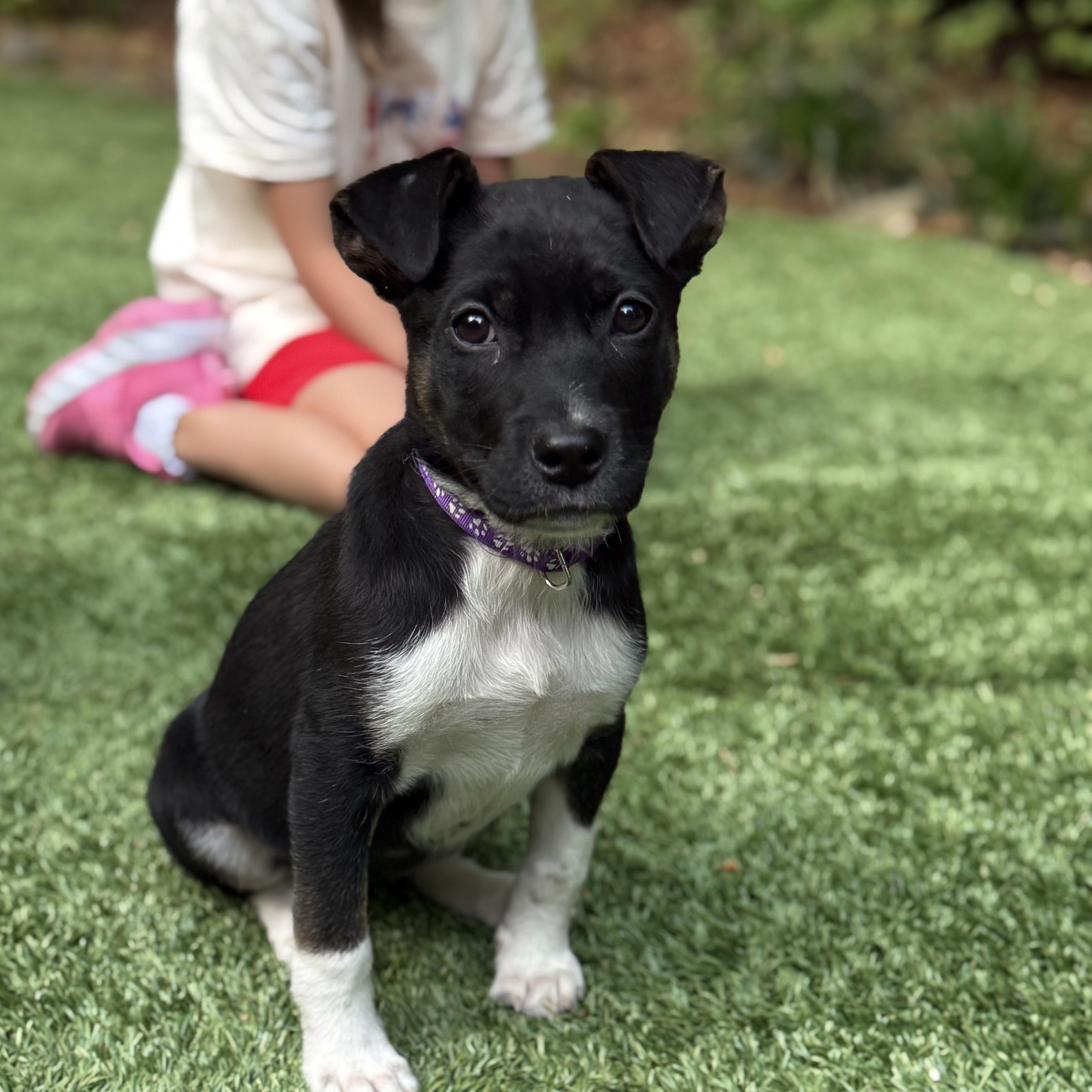 Enlarge Dahlia, a Adoptable mixed breed in Rock Hill, SC image 2/5