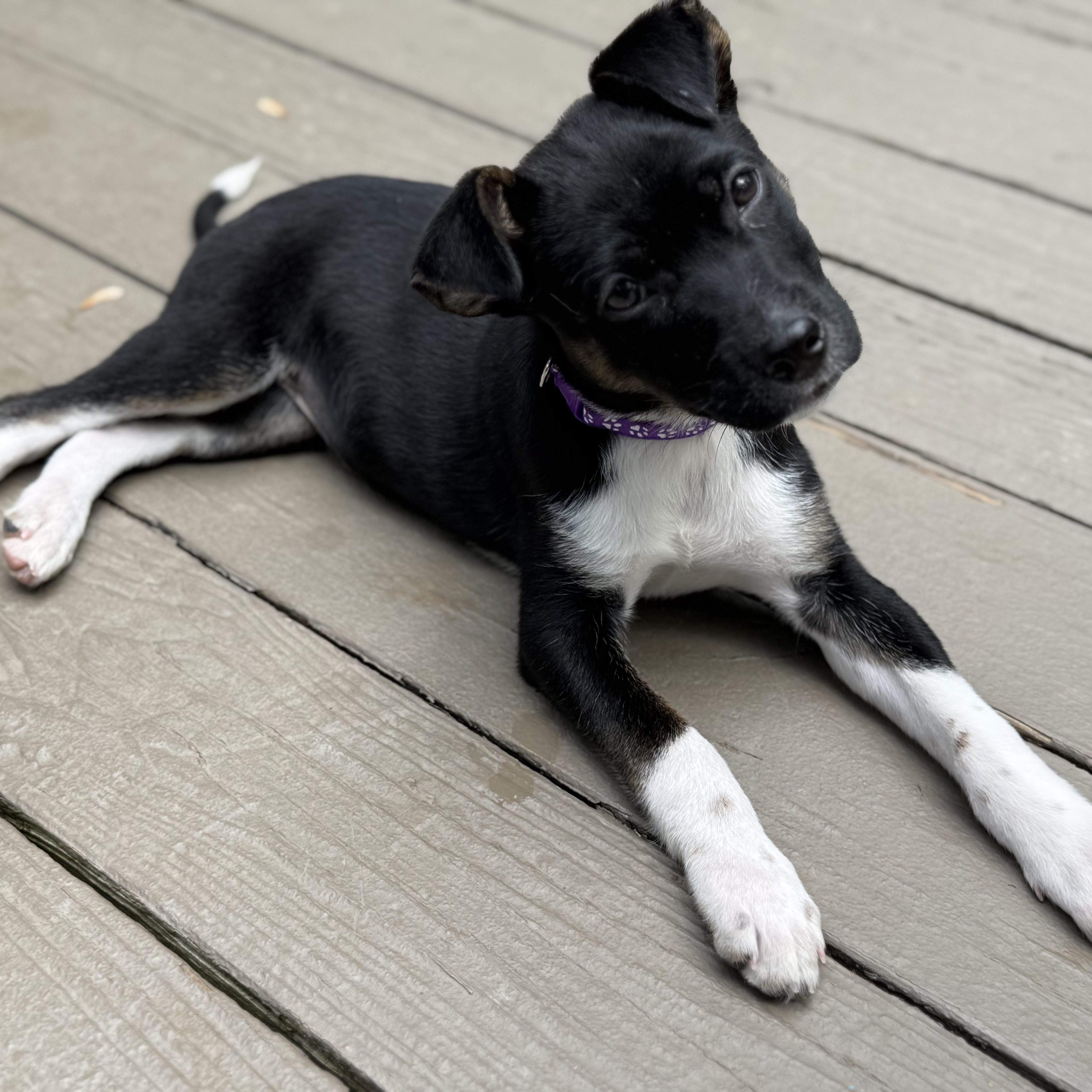 Enlarge Dahlia, a Adoptable mixed breed in Rock Hill, SC image 3/5