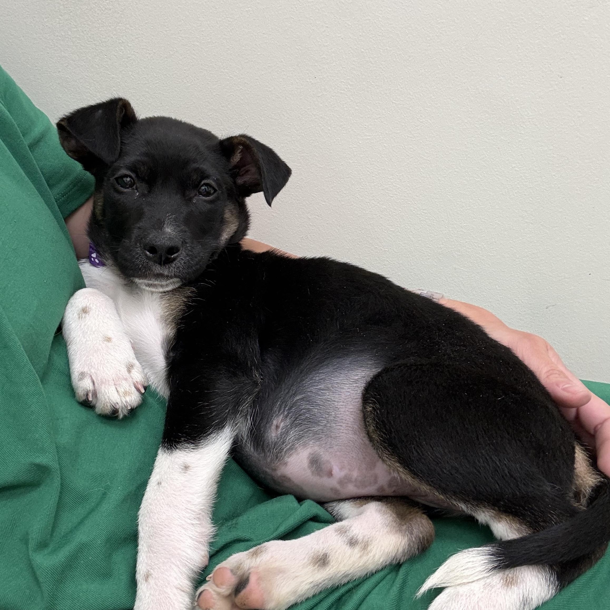 Enlarge Dahlia, a Adoptable mixed breed in Rock Hill, SC image 5/5