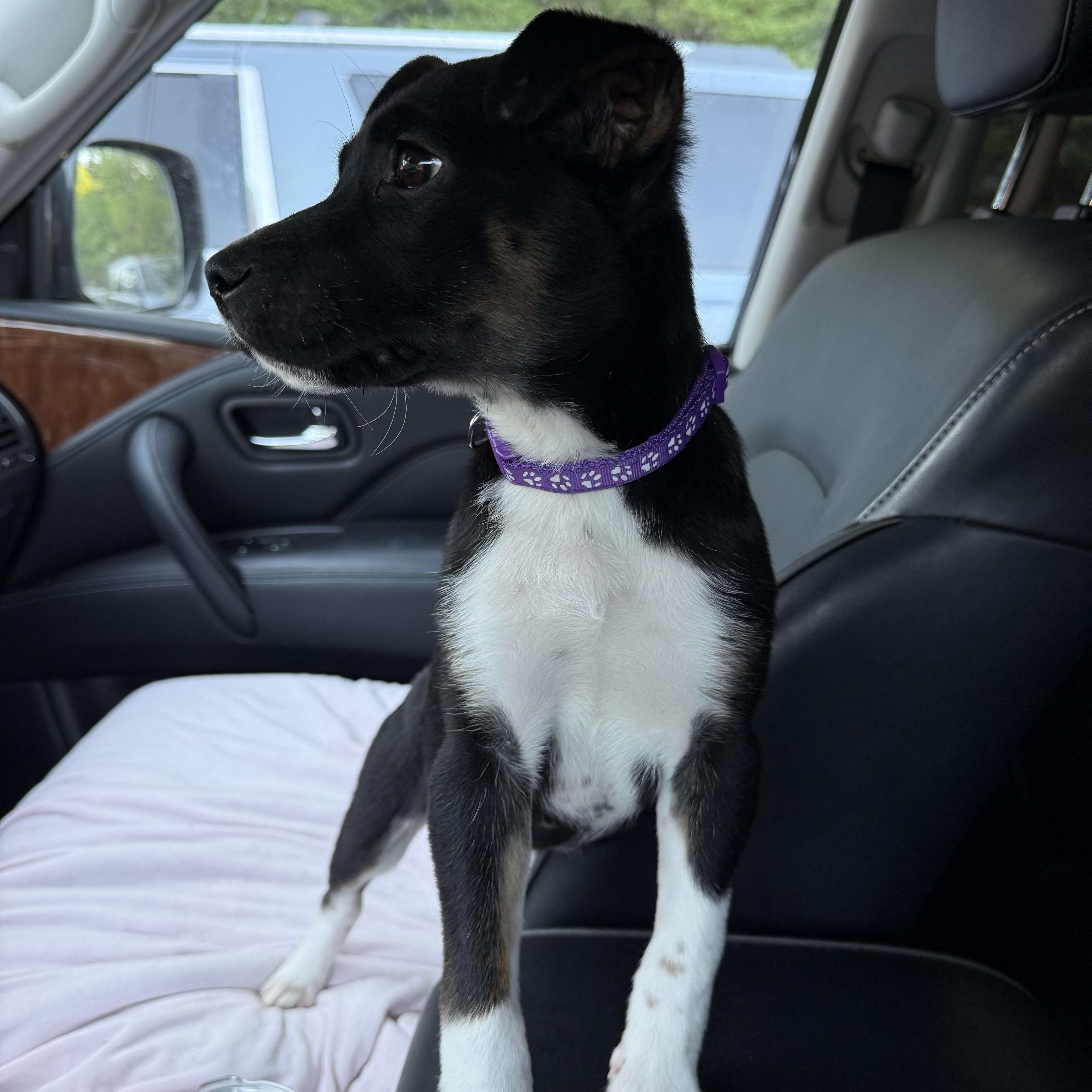 Enlarge Dahlia, a Adoptable mixed breed in Rock Hill, SC image 4/5