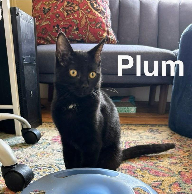 Plum, Adoptable, Kitten Male Bombay.