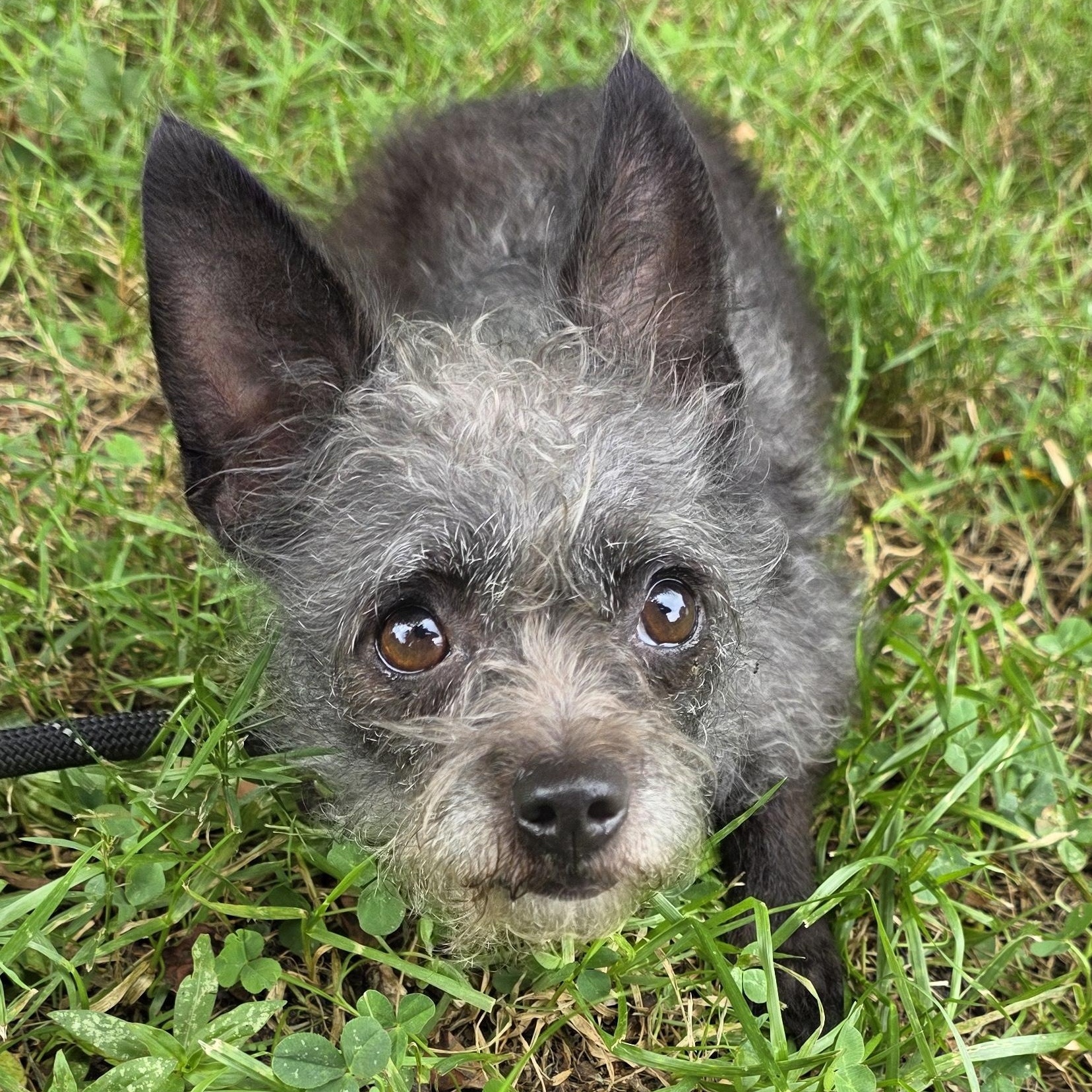 Enlarge Gina, a Adopted Mixed Breed in Greensboro, NC image 3/6