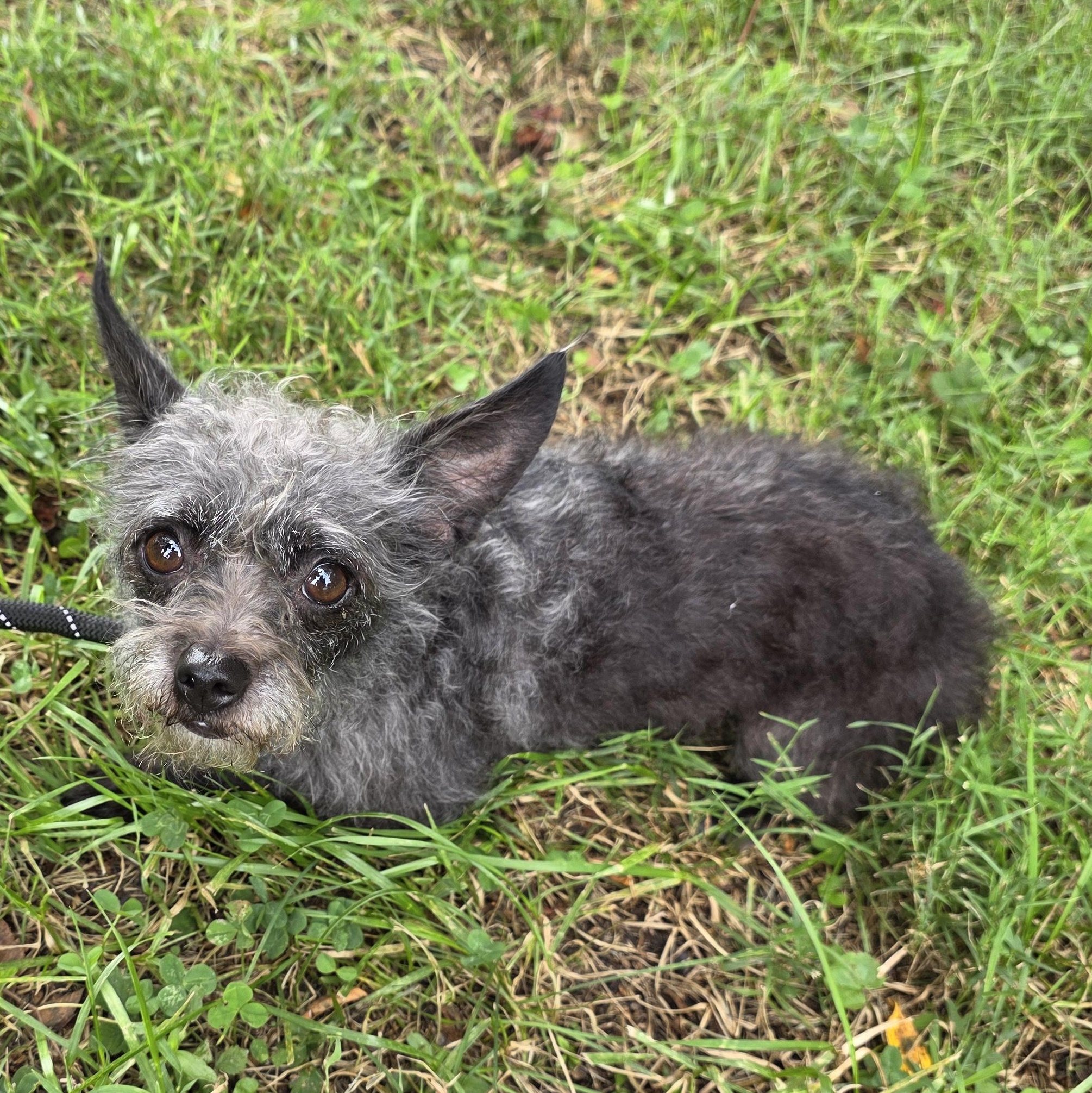 Enlarge Gina, a Adopted Mixed Breed in Greensboro, NC image 2/6