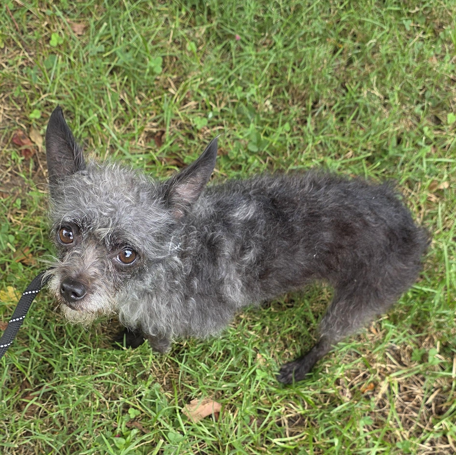 Enlarge Gina, a Adopted Mixed Breed in Greensboro, NC image 6/6