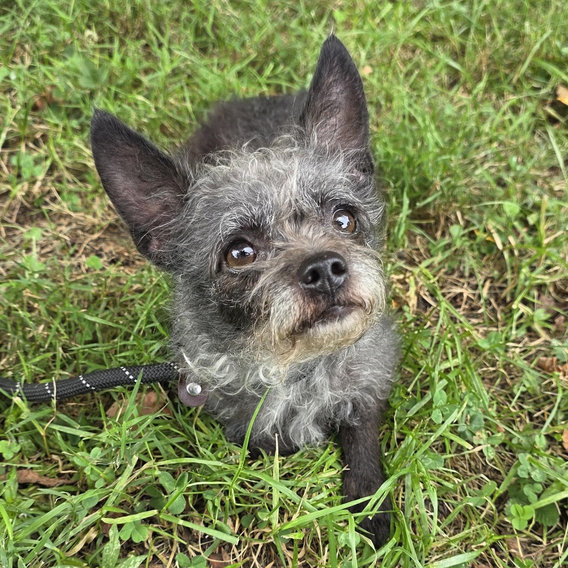 Enlarge Gina, a Adopted Mixed Breed in Greensboro, NC image 1/6