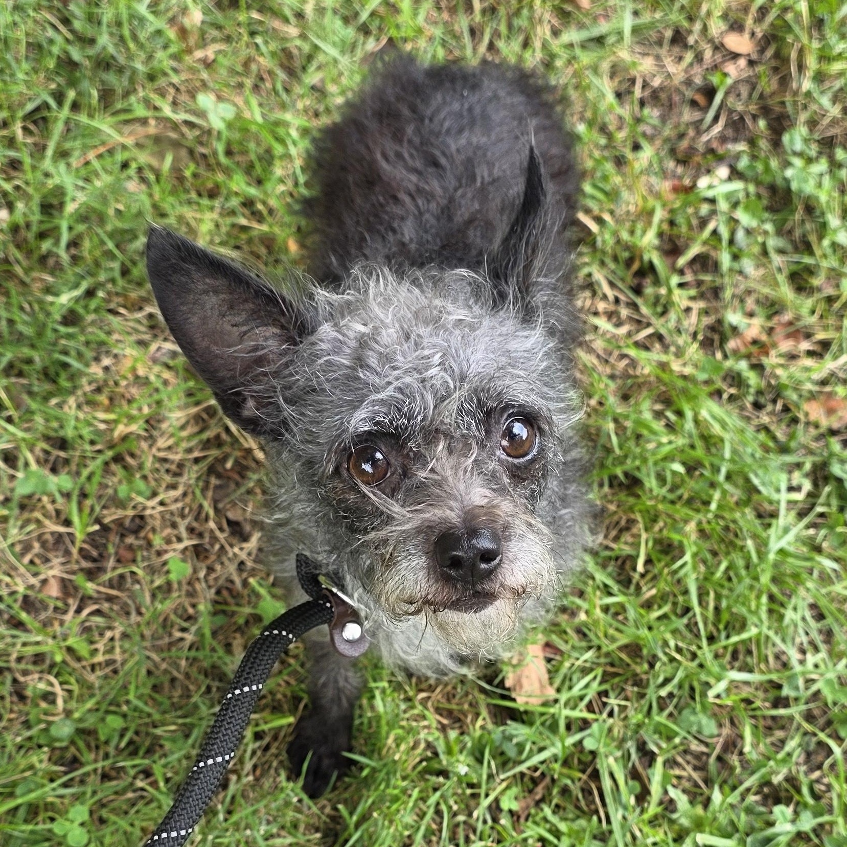 Enlarge Gina, a Adopted Mixed Breed in Greensboro, NC image 5/6