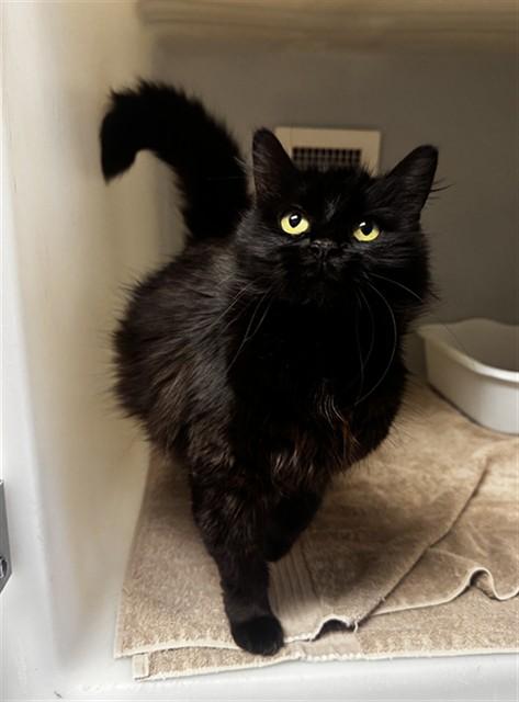 Enlarge TOPAZ, a Adoptable Domestic Medium Hair in Statesville, NC image 1/1