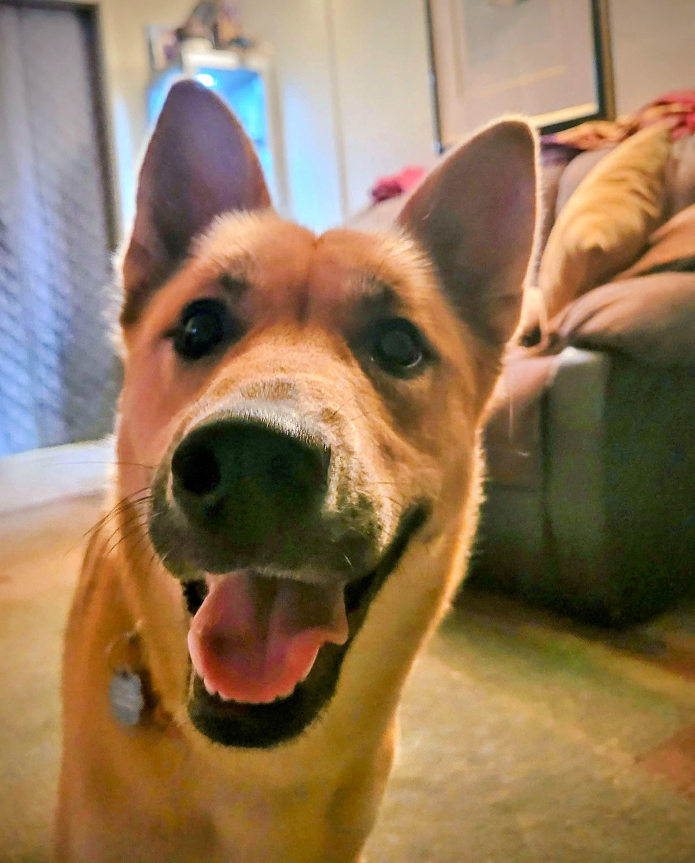 Goldie, an adoptable Shepherd in Sonora, CA, 95370 | Photo Image 5