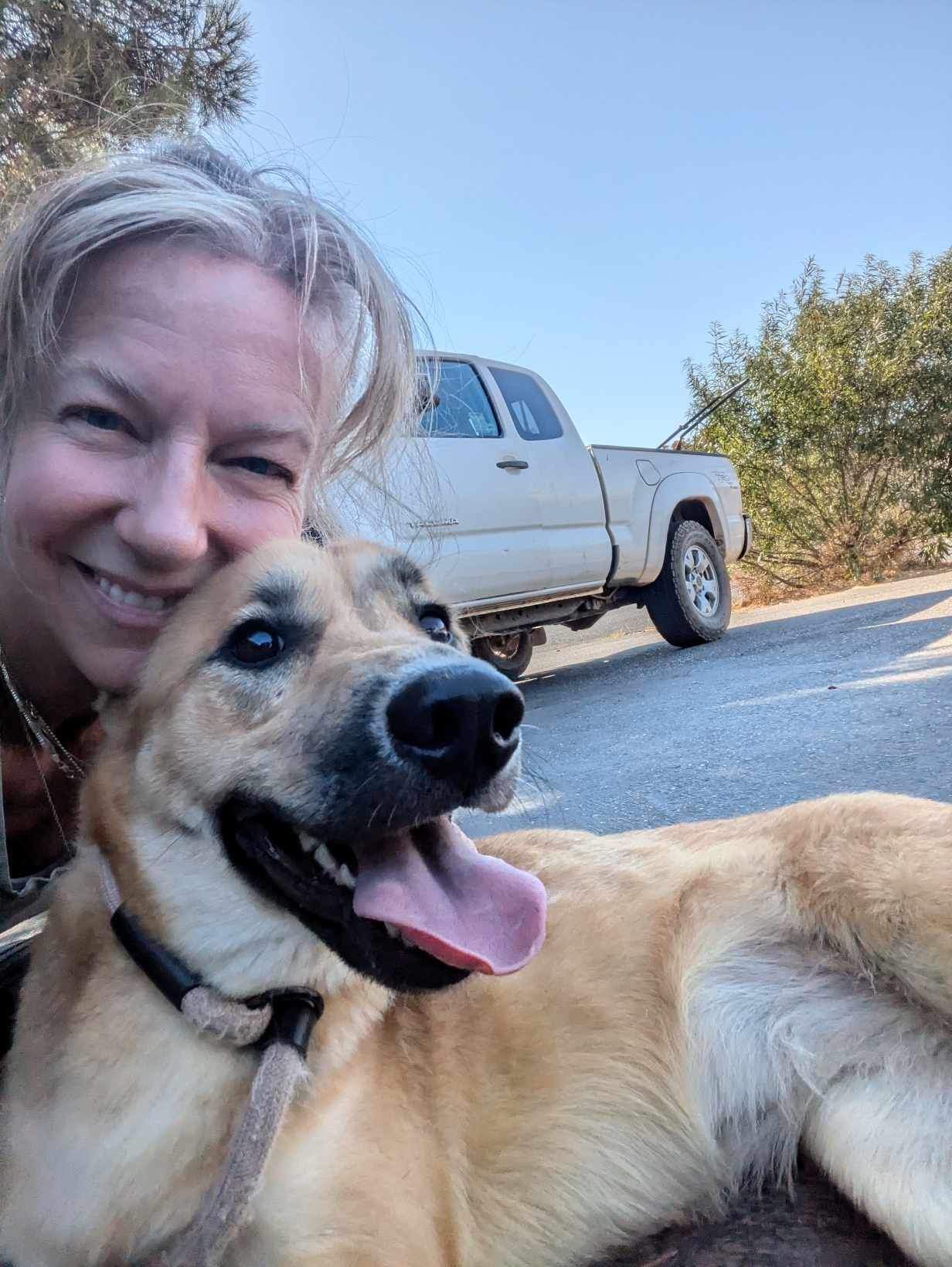 Goldie 0124, Adoptable, Young Female Shepherd.