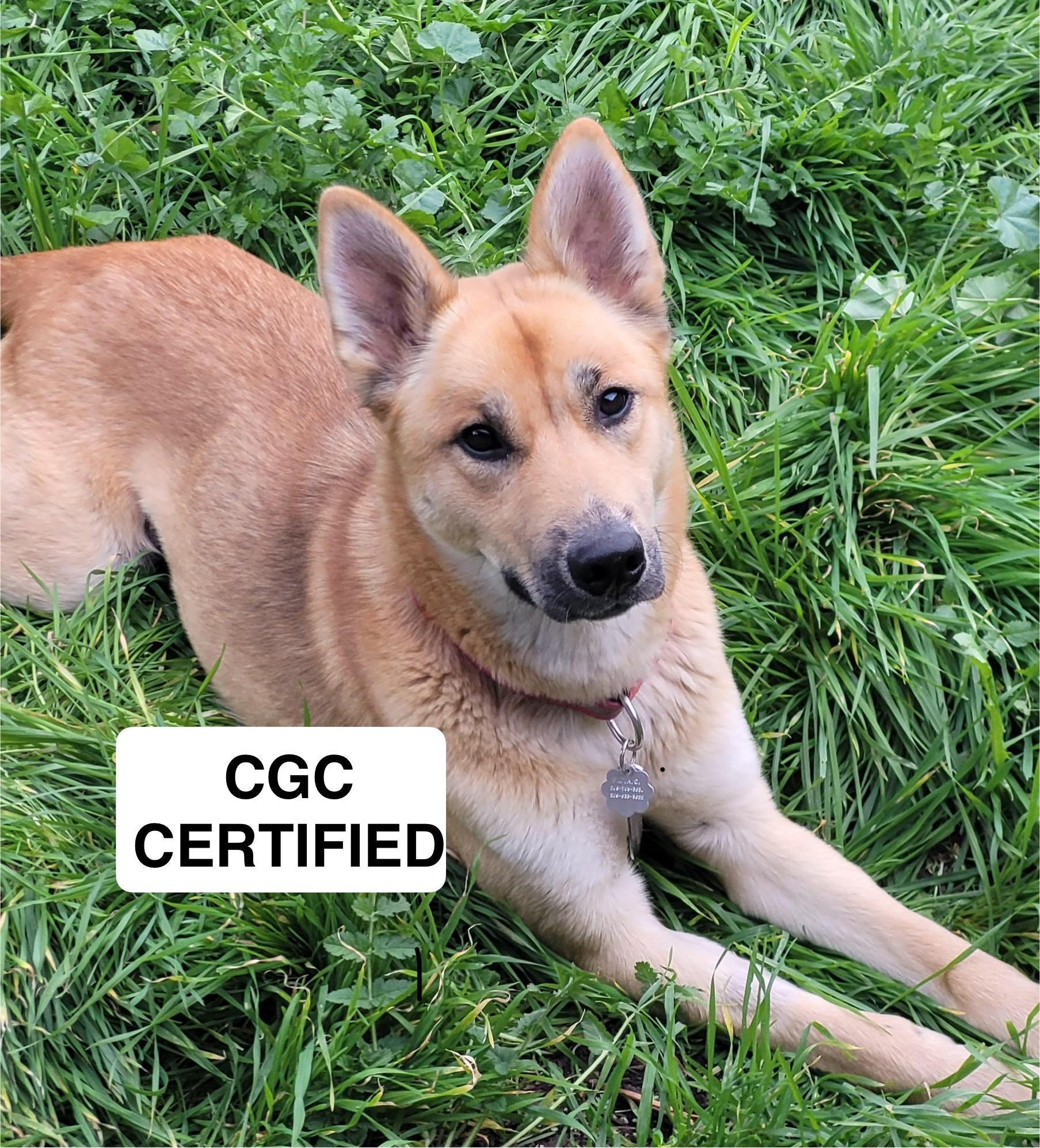 Enlarge Goldie 0124, a Adoptable mixed breed in Sonora, CA image 1/6