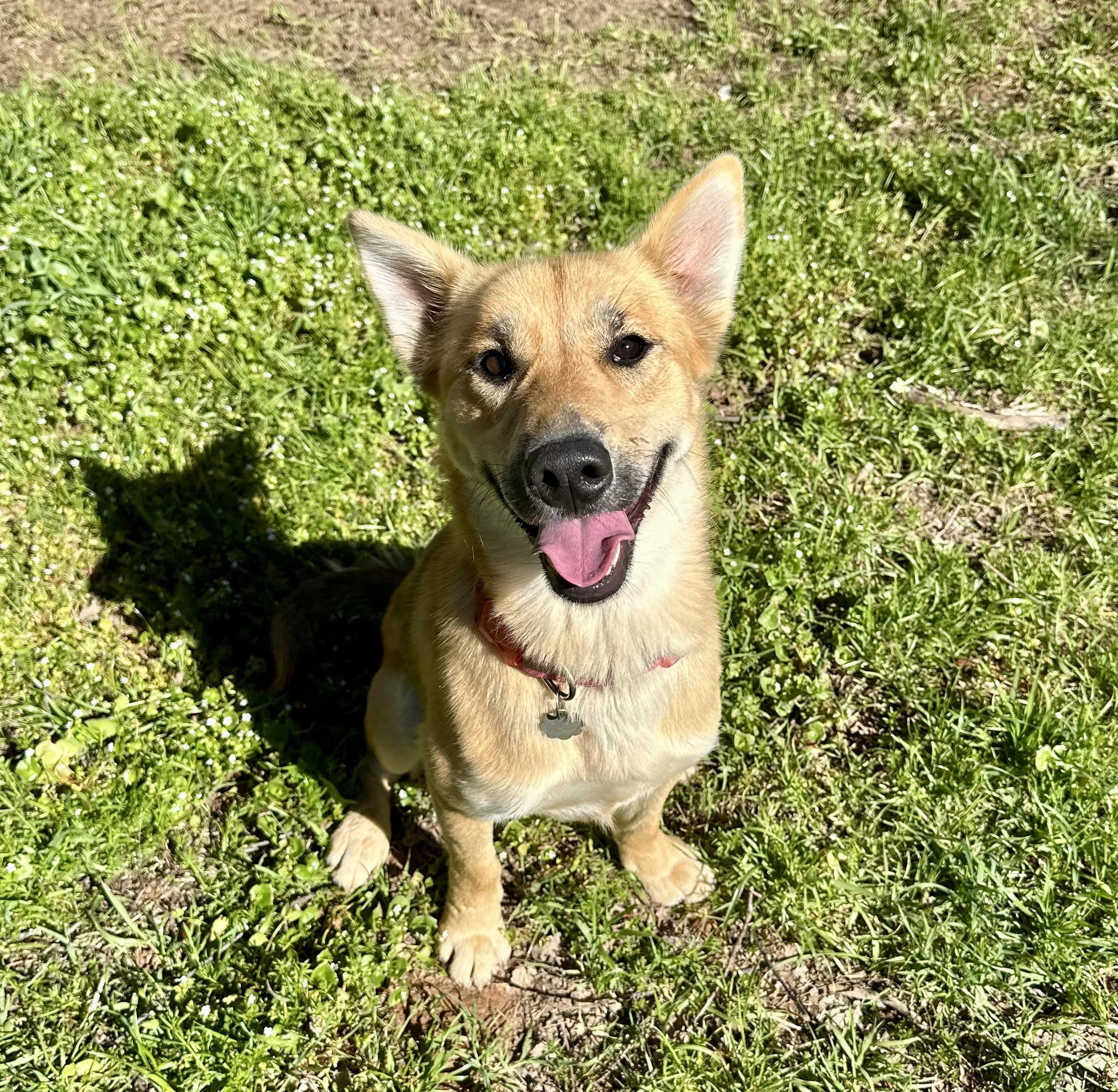 Enlarge Goldie 0124, a Adoptable mixed breed in Sonora, CA image 2/6