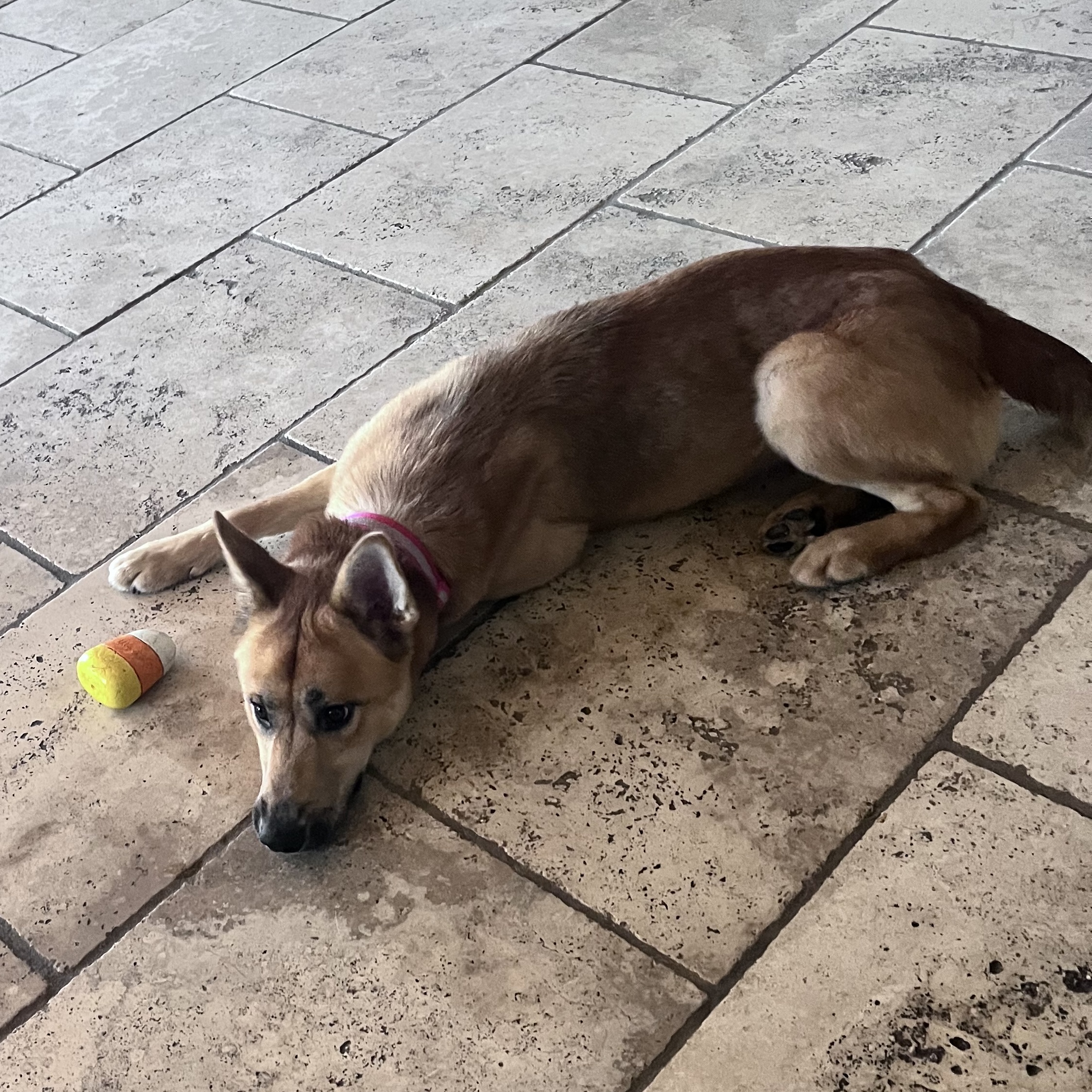 Enlarge Goldie 0124, a Adoptable mixed breed in Sonora, CA image 4/6