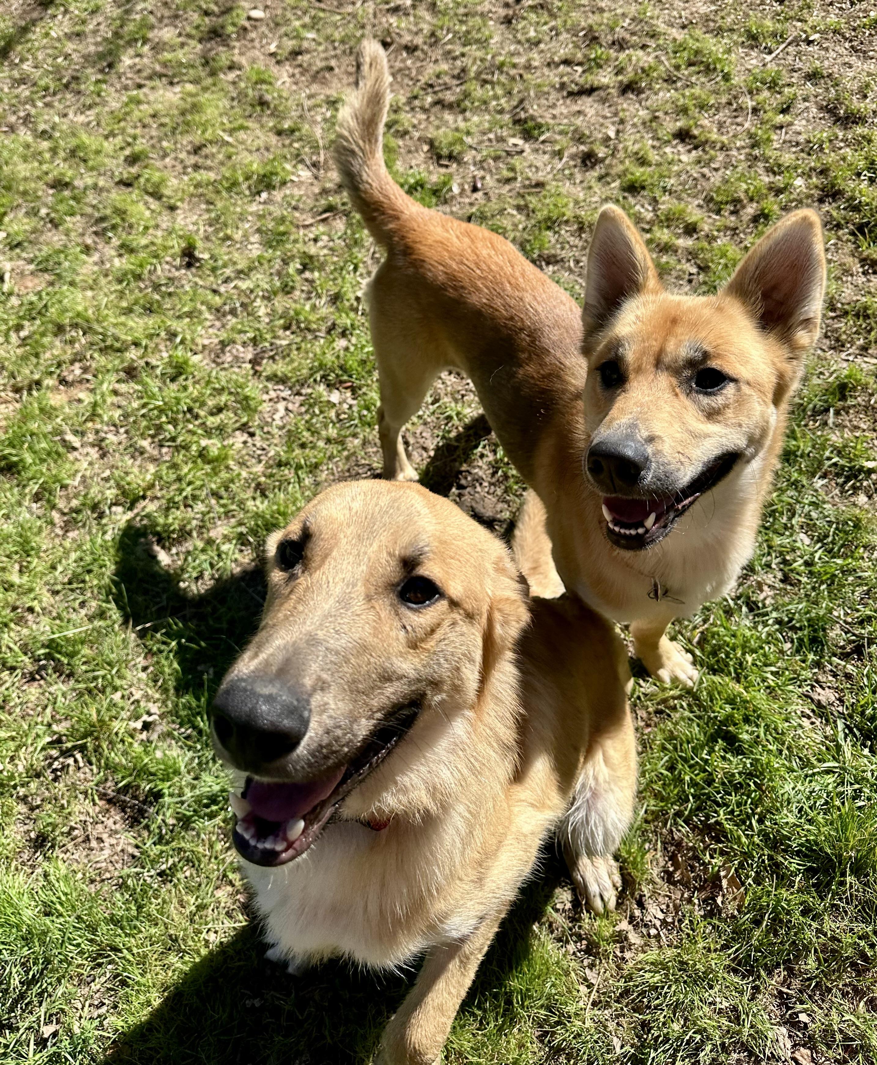Enlarge Goldie 0124, a Adoptable mixed breed in Sonora, CA image 6/6
