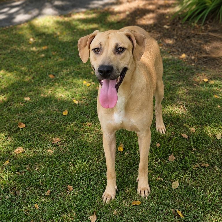 Jolly, ADOPTABLE, Puppy Female Labrador Retriever.
