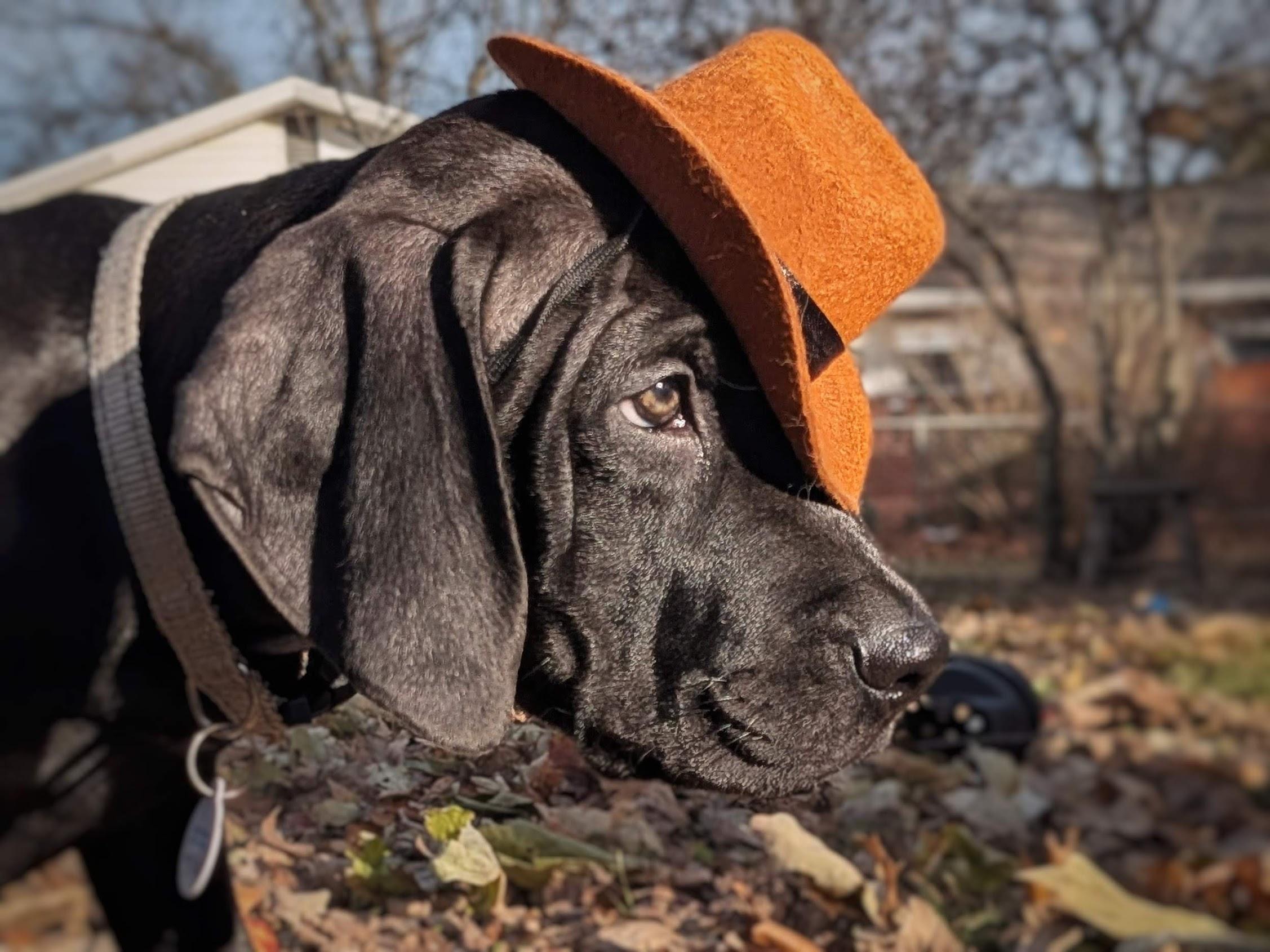 Marlin, Adopted, Young Male Catahoula Leopard Dog & Treeing Walker Coonhound.