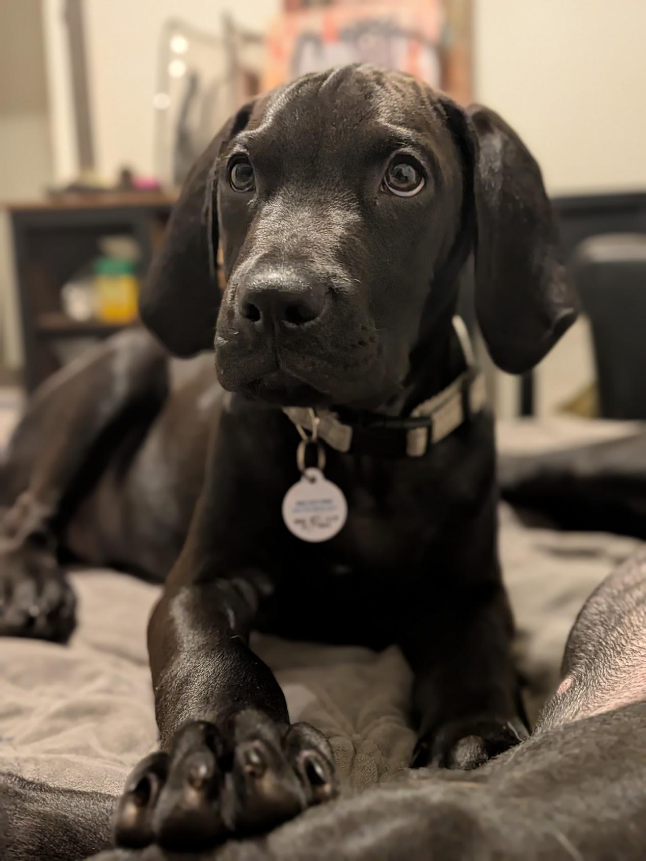 Marlin, a Adopted mixed breed in TULSA, OK image 2/6