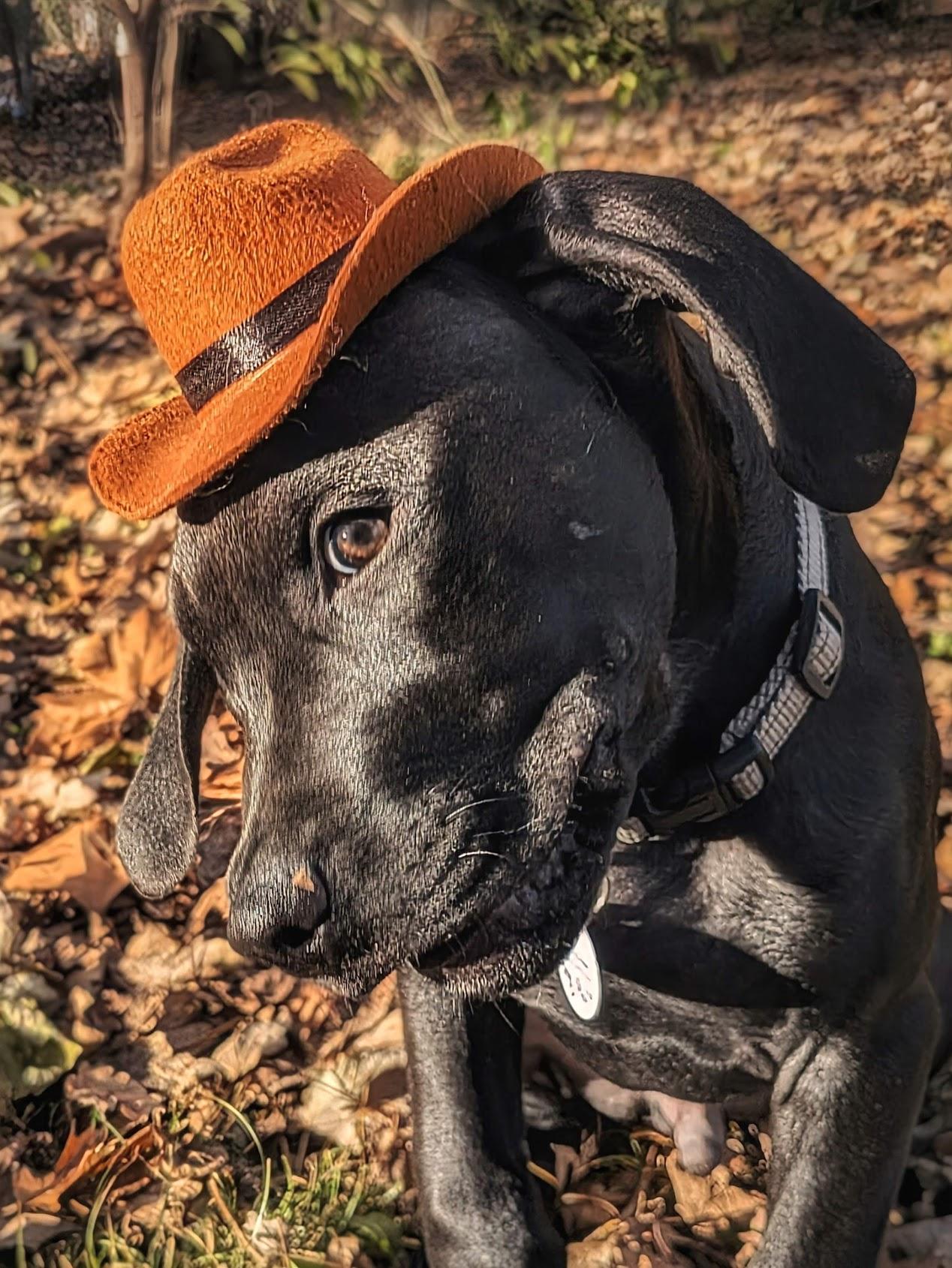 Marlin, a Adopted mixed breed in TULSA, OK image 3/6