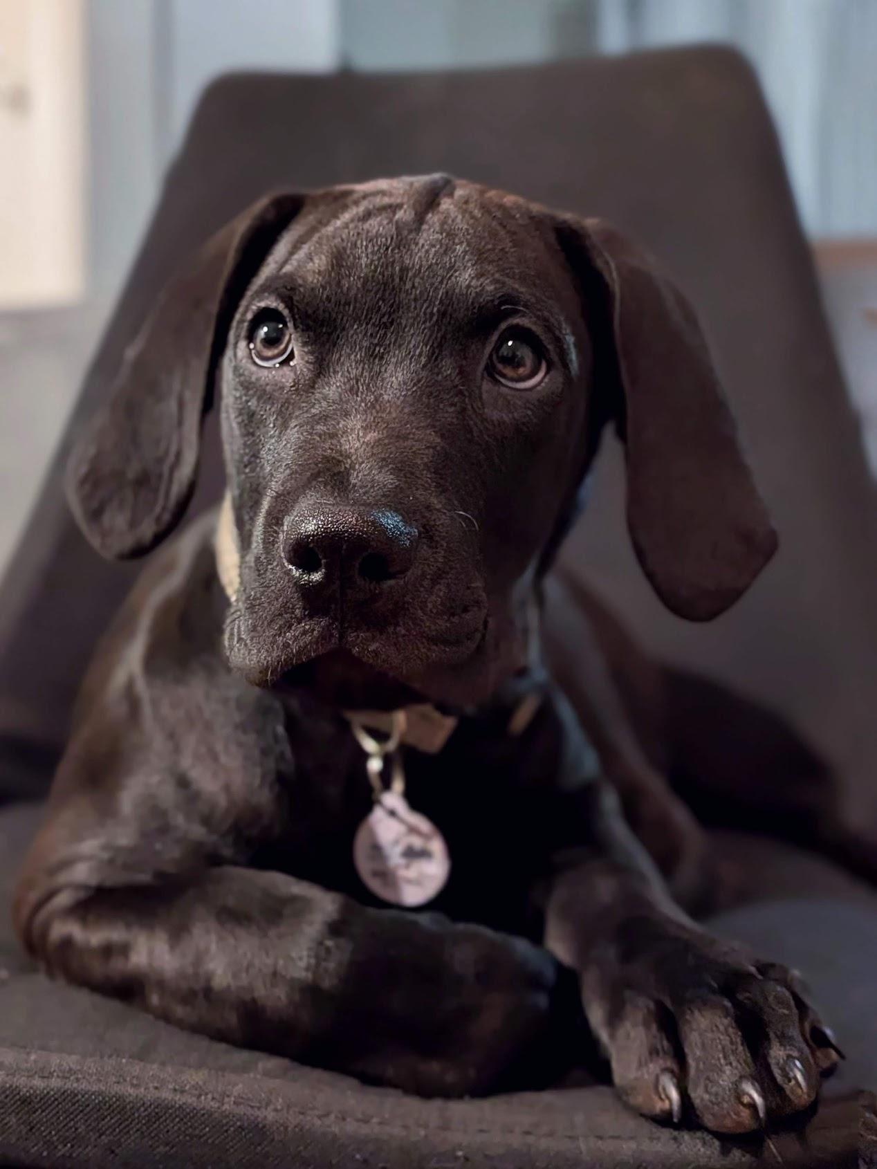 Marlin, a Adopted mixed breed in TULSA, OK image 4/6