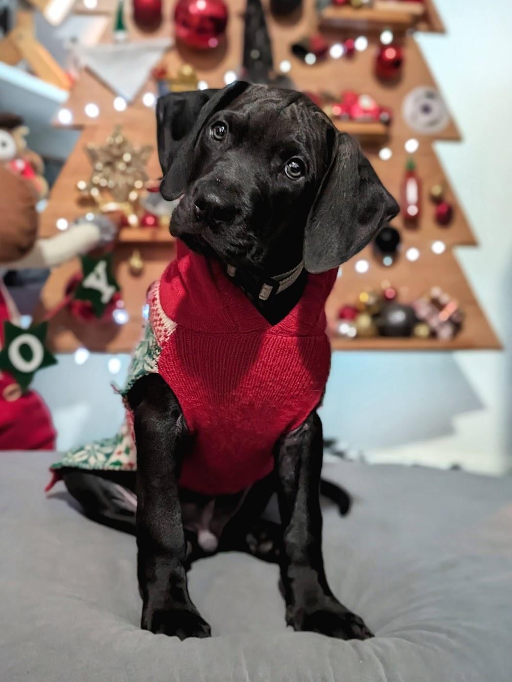 Marlin, a Adopted mixed breed in TULSA, OK image 5/6