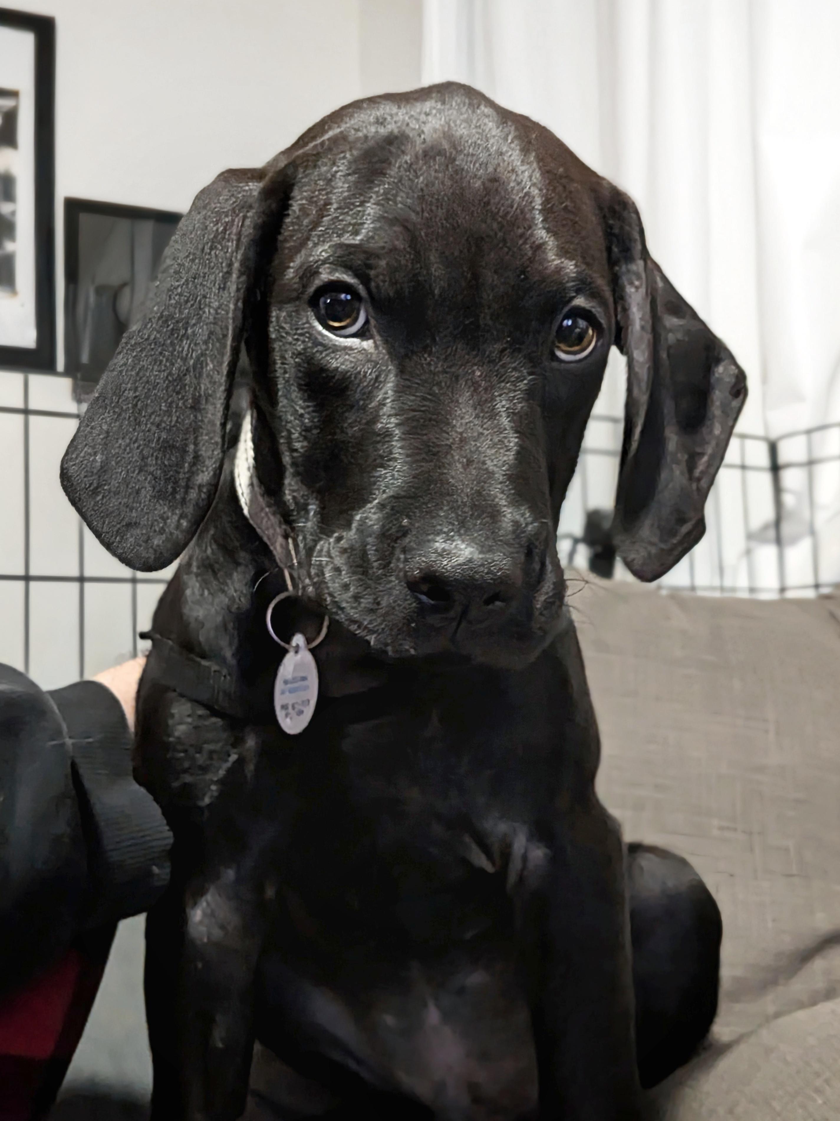 Marlin, a Adopted mixed breed in TULSA, OK image 6/6