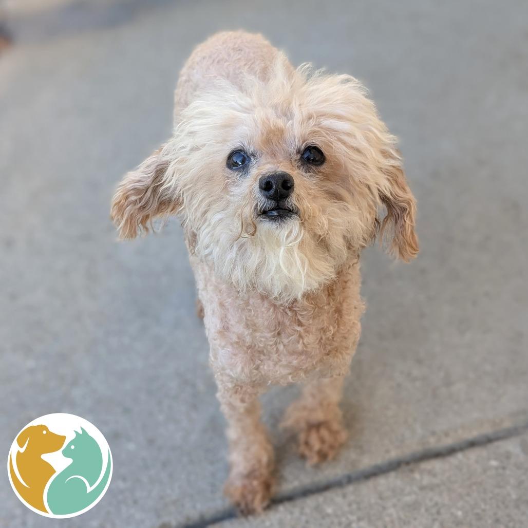Enlarge Jazzy, a Adoptable Mixed Breed in Toledo, OH image 1/1